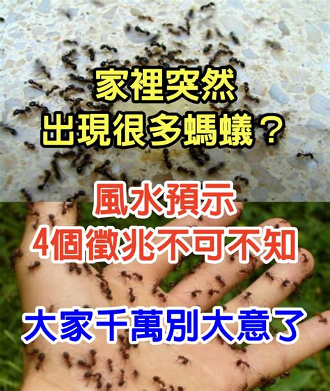 廁所很多螞蟻|【廁所突然很多螞蟻】廁所滿滿都是螞蟻怎麼辦？專家教你秒滅整。